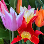 Mixed Lily Tulip Flowers - Close up