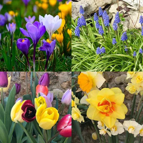 Mixed Orchard Bulb Collection Flowers