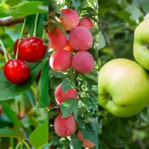 Mixed orchard fruit tree collection
