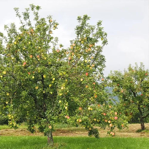 Mature Mixed Orchard Trees