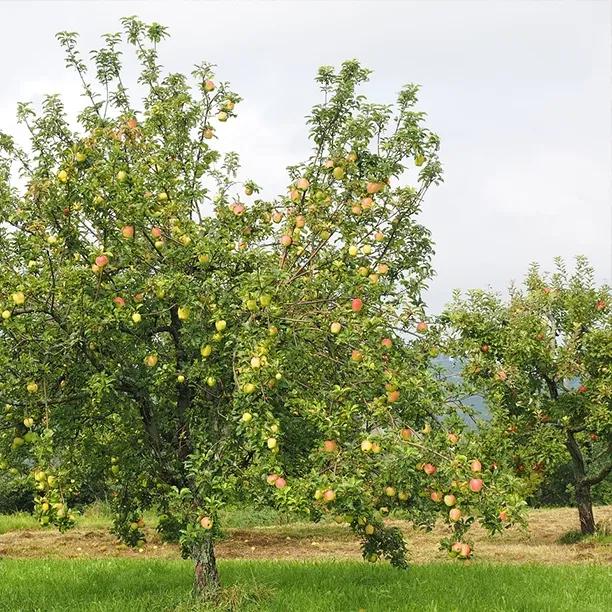 Mature Mixed Orchard Trees