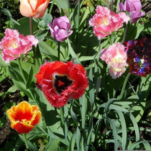 Mixed Parrot Tulip Flowers