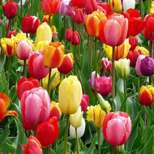 Mixed Triumph Tulip Flowers