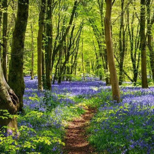 Mixed Woodland Bulb Collection: Bluebells in flower