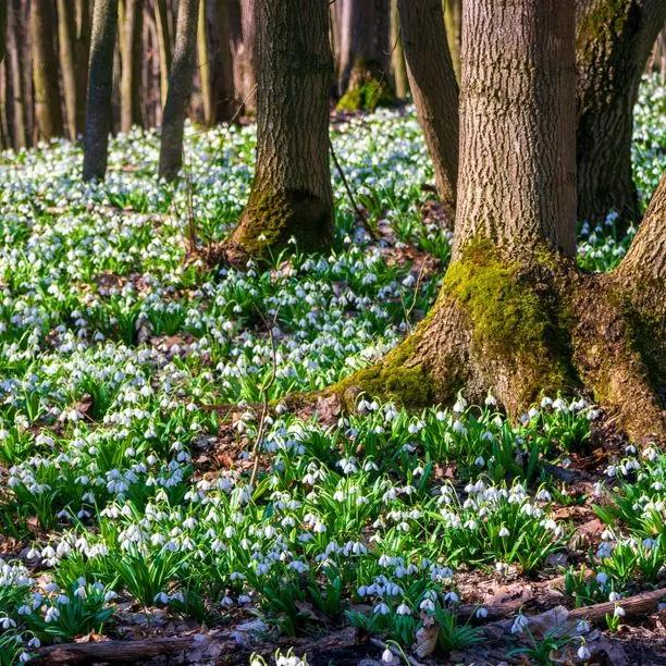 Mixed Woodland Bulb Collection: Snowdrops in flower