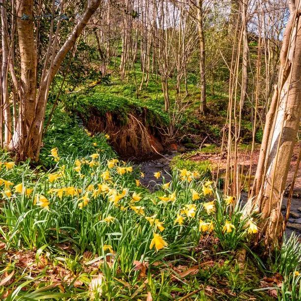 Mixed Woodland Bulb Collection: Wild daffodils in flower