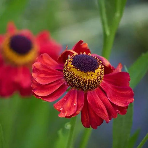 Moerheim Beauty Helenium Flowers