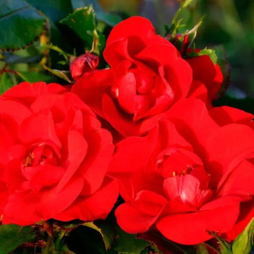 Moment in Time Rose Flowers