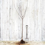 Bareroot Morello Cherry Half Standard Tree
