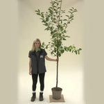 Morello Sour Cherry Half Standard Potted Tree
