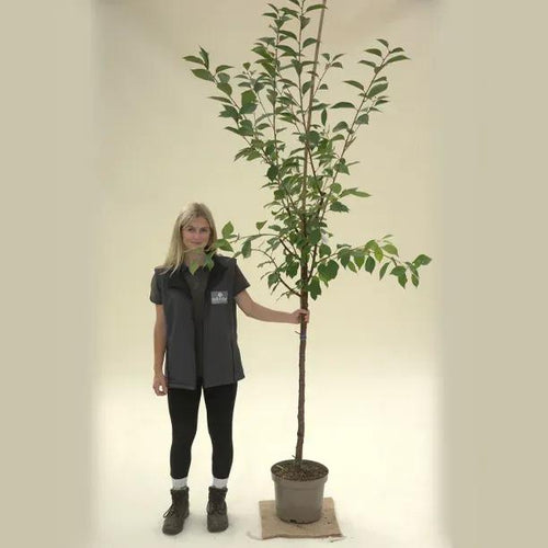 Morello Sour Cherry Half Standard Potted Tree