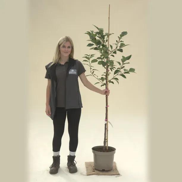 Potted Morello Cherry Bush Tree