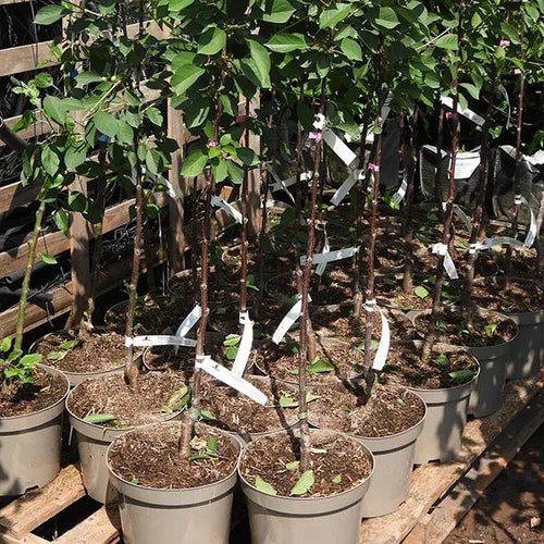 Potted Morello Cherry Trees