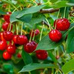 Morello Cherries on the Tree