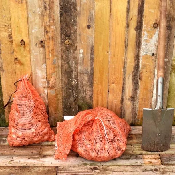 Mount Hood Daffodil Bulbs 5KG Bag