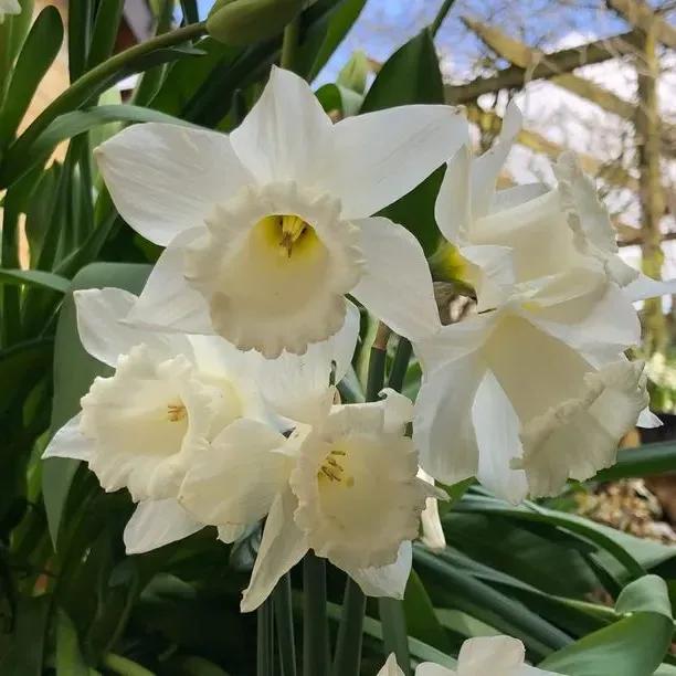 Bunch of Mount Hood Daffodils Flowers