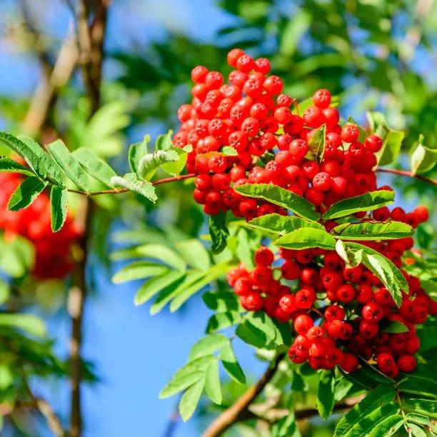 Mountain Ash Rowan Berries
