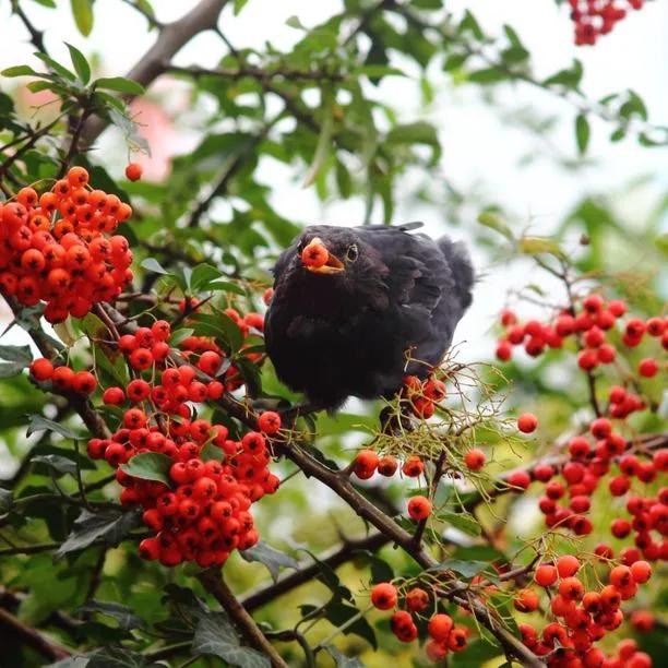 Mountain Ash Rowan Berries