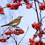 Mountain Ash Rowan Berries