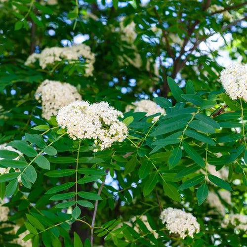 Mountain Ash Rowan Flowers