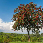Mature Mountain Ash Rowan tree