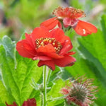 Mrs Bradshaw' Geum Flowers