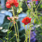 Mrs Bradshaw' Geum Flowers