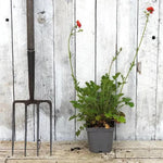 Mrs Bradshaw Geum Plant