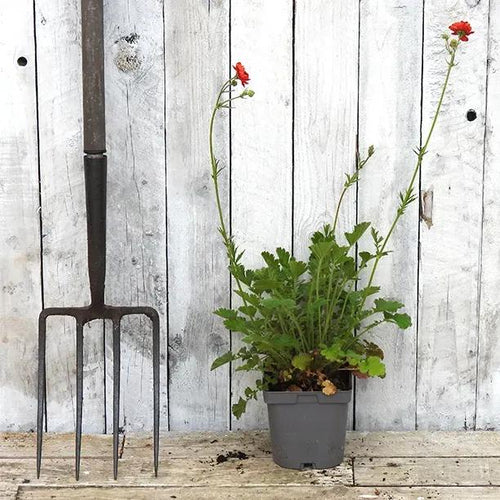 Mrs Bradshaw Geum Plant