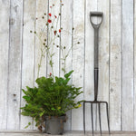 A dark metal garden pitchfork stands upright against a whitewashed wooden plank wall next to a potted geum (mrs bradshaw) plant with red flowers.
