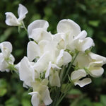 Mrs Collier Sweet Pea Flowers