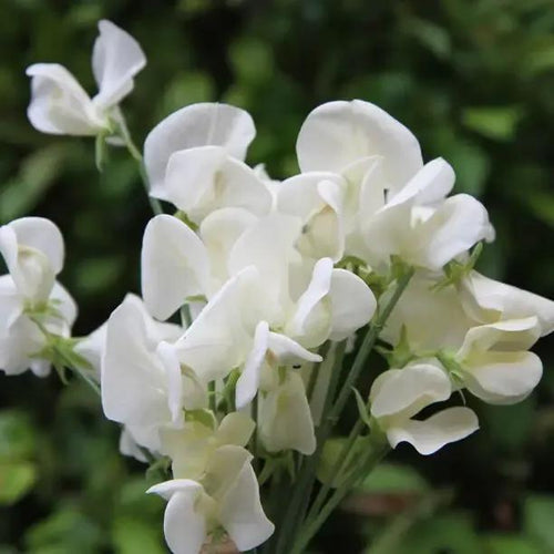 Mrs Collier Sweet Pea Flowers
