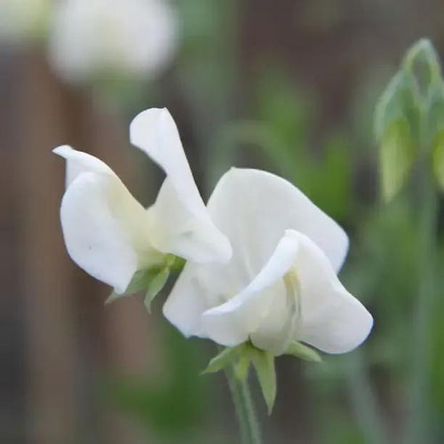 Mrs Collier Sweet Pea Flowers