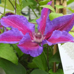 Mrs Norman Thomas Clematis Flowers