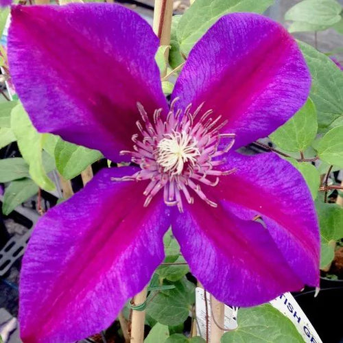 Mrs Norman Thomas Clematis Flowers