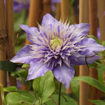 Multi Blue Clematis Flowers