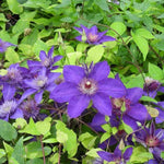 Multi Blue Clematis Flowers