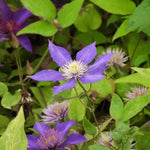 Multi Blue Clematis Flowers
