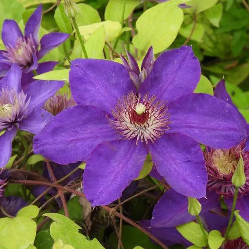 Multi Blue Clematis Flowers