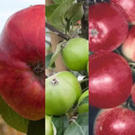 Multipurpose Apple Orchard Trio Mix