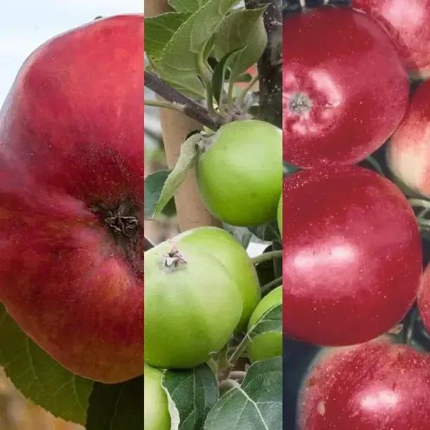 Multipurpose Apple Orchard Trio Mix