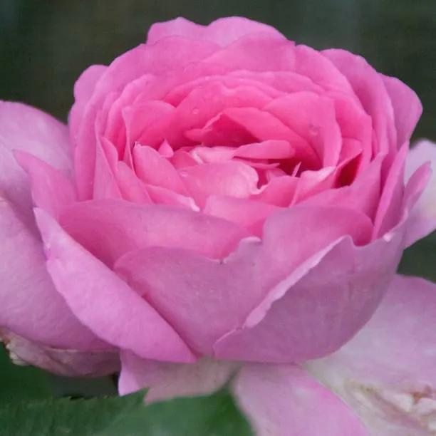 Mum in a Million Rose Hybrid Tea Rose Flowers