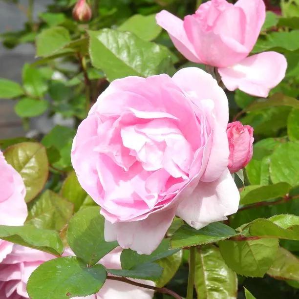 Mum in a Million Rose Hybrid Tea Rose Flowers