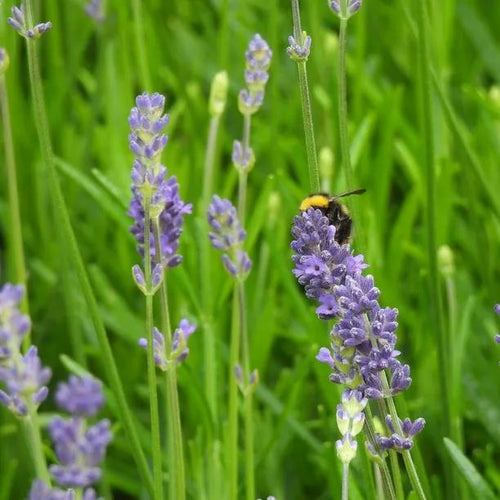 Munstead Lavander Flowers