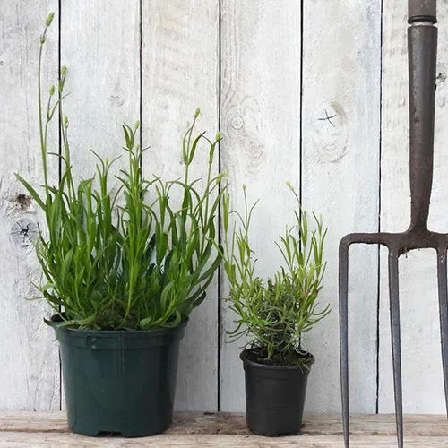 Munstead Lavender Plants in P9 and 2 Litre Pots