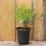 Munstead Lavender Plant in 9cm pot (P9)