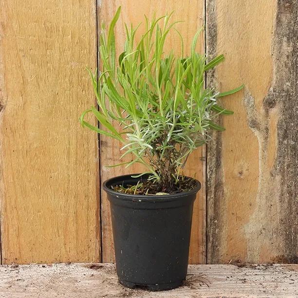 Munstead Lavender Plant in 9cm pot (P9)