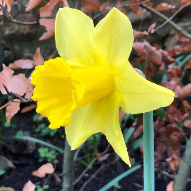 Narcissus Carlton Yellow Daffodil Flowers