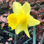 Narcissus Carlton Yellow Daffodil Flowers