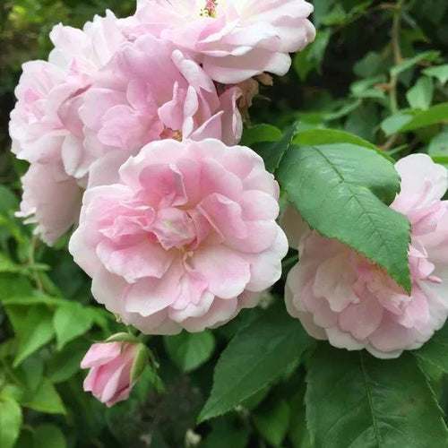 Narrow Water Rambling Rose Flowers